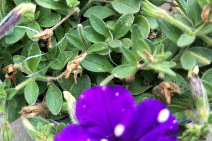 矮牵牛花种子的播种方法 矮牵牛花种子的播种方法