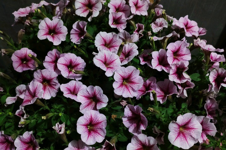 矮牵牛花种子的播种方法 矮牵牛花种子的播种方法