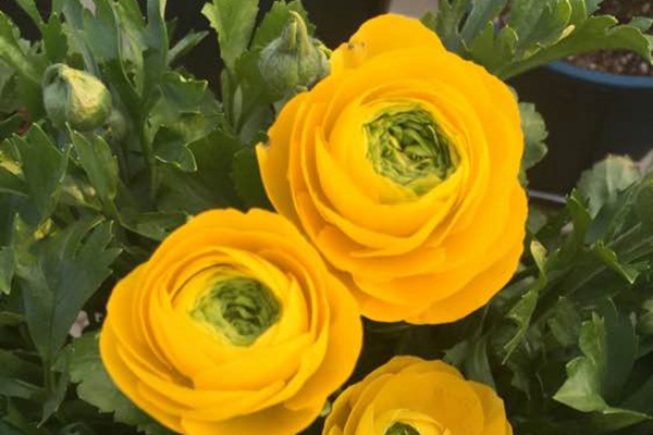 花毛茛的花语是什么 花毛茛的花语是什么