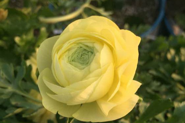 花毛茛的花语是什么 花毛茛的花语是什么
