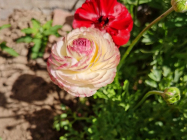 花毛茛一年可以开几次花 花毛茛一年可以开几次花