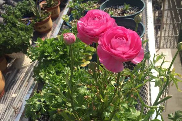 花毛茛种球怎么种 花毛茛种球怎么种