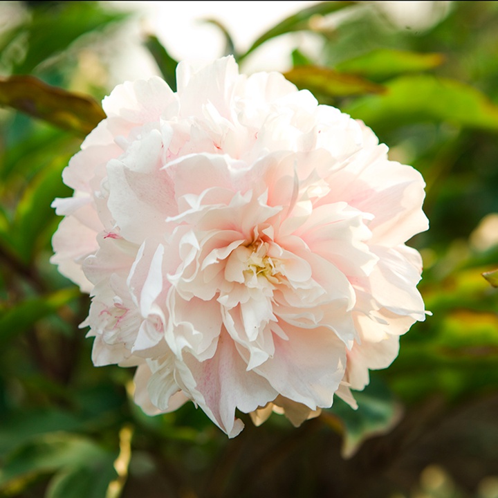 芍药根什么时候种植比较好 芍药根什么时候种植比较好