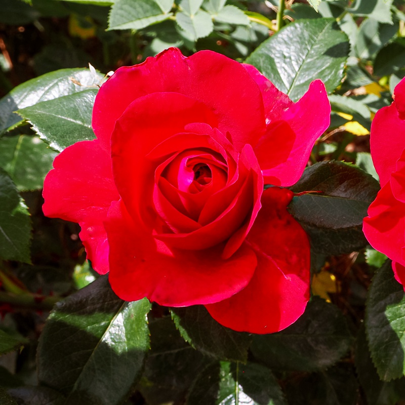 伏旧园之花 伏旧园之花