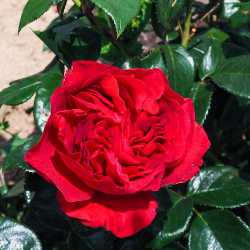 伏旧园之花 伏旧园之花