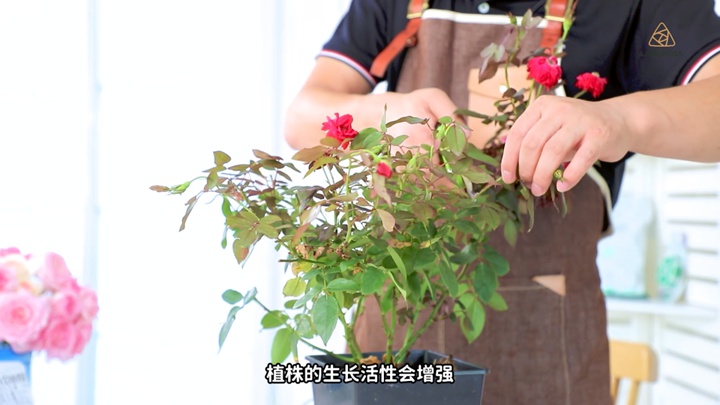 8月份月季养护需要注意些什么? 8月份月季养护需要注意些什么?