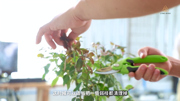 8月份月季养护需要注意些什么? 8月份月季养护需要注意些什么?