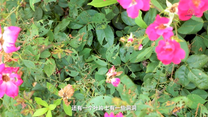 8月份月季养护需要注意些什么? 8月份月季养护需要注意些什么?