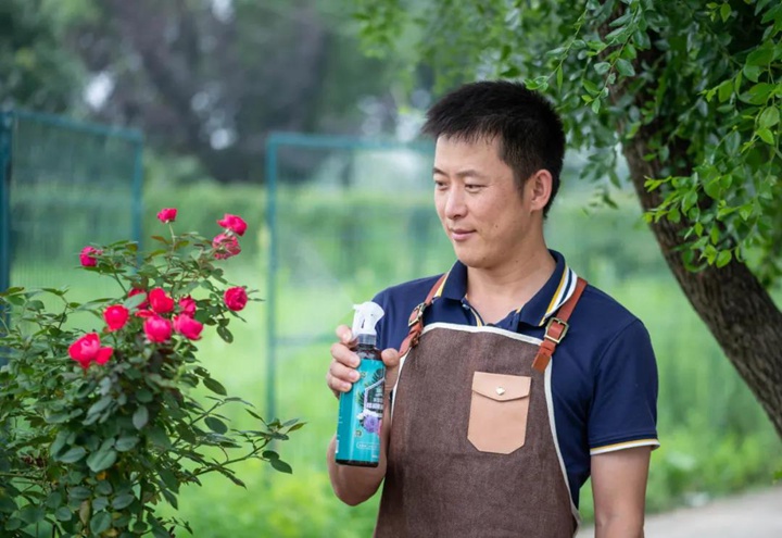 8月份月季养护需要注意些什么? 8月份月季养护需要注意些什么?