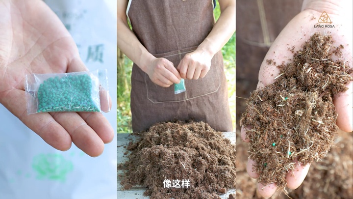 8月份月季养护需要注意些什么? 8月份月季养护需要注意些什么?