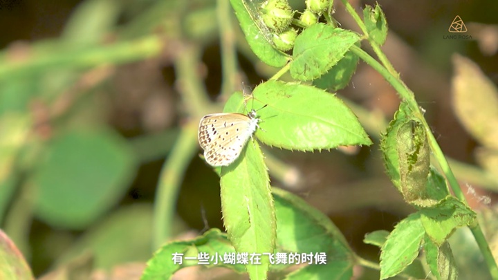 8月份月季养护需要注意些什么? 8月份月季养护需要注意些什么?