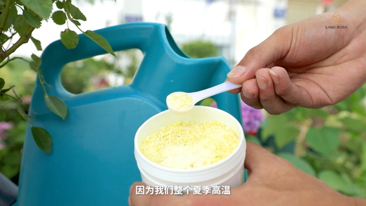 8月份月季养护需要注意些什么? 8月份月季养护需要注意些什么?
