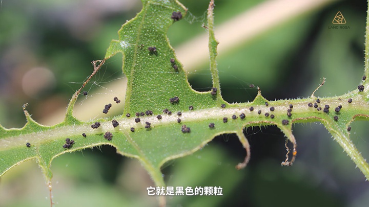 8月份月季养护需要注意些什么? 8月份月季养护需要注意些什么?