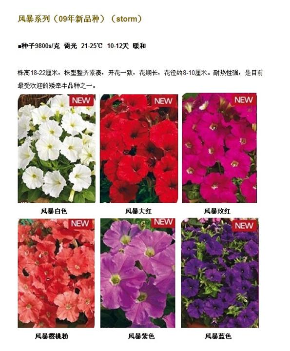 矮牵牛-风暴系列 矮牵牛-风暴系列
