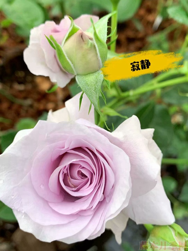买月季花苗老桩好还是小苗好 买月季花苗老桩好还是小苗好