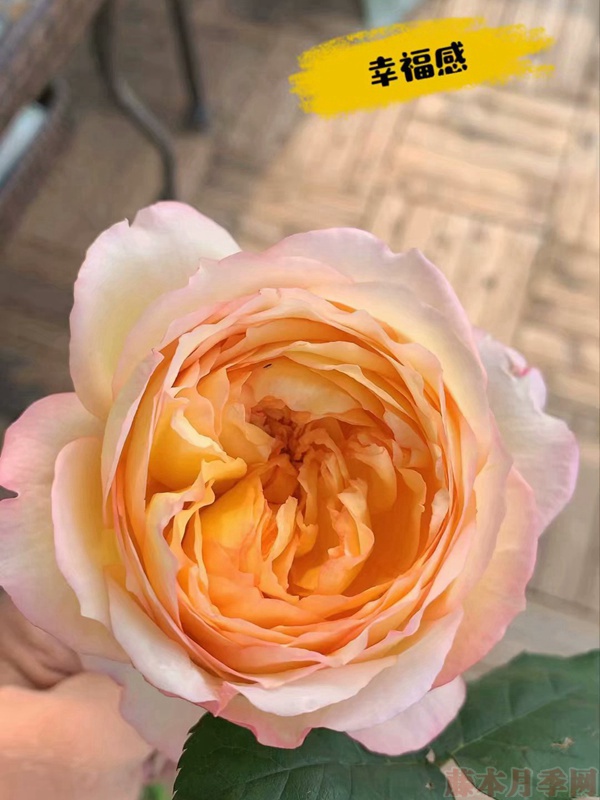买月季花苗老桩好还是小苗好 买月季花苗老桩好还是小苗好