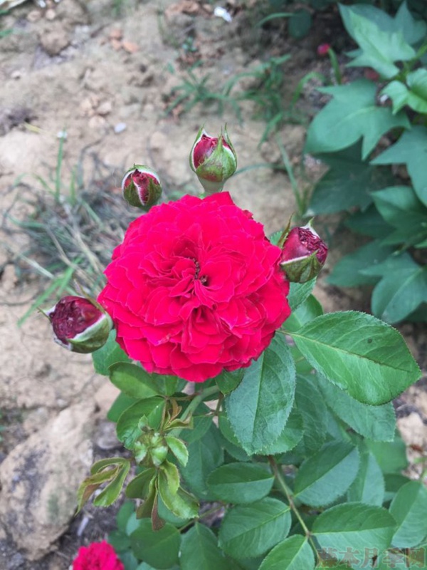 买月季花苗老桩好还是小苗好 买月季花苗老桩好还是小苗好