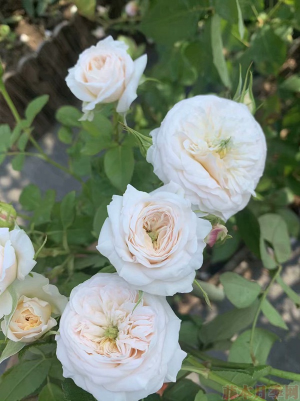 地栽的藤本月季花苗应如何移栽 地栽的藤本月季花苗应如何移栽