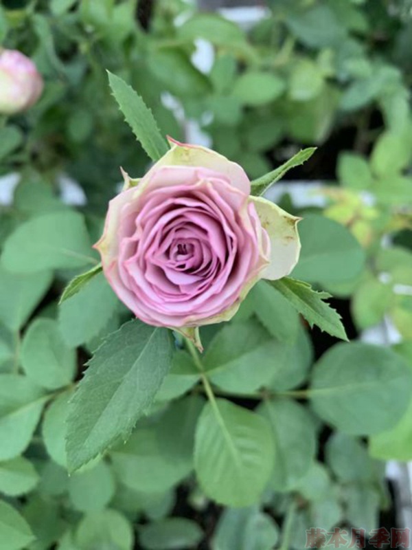 地栽的藤本月季花苗应如何移栽 地栽的藤本月季花苗应如何移栽