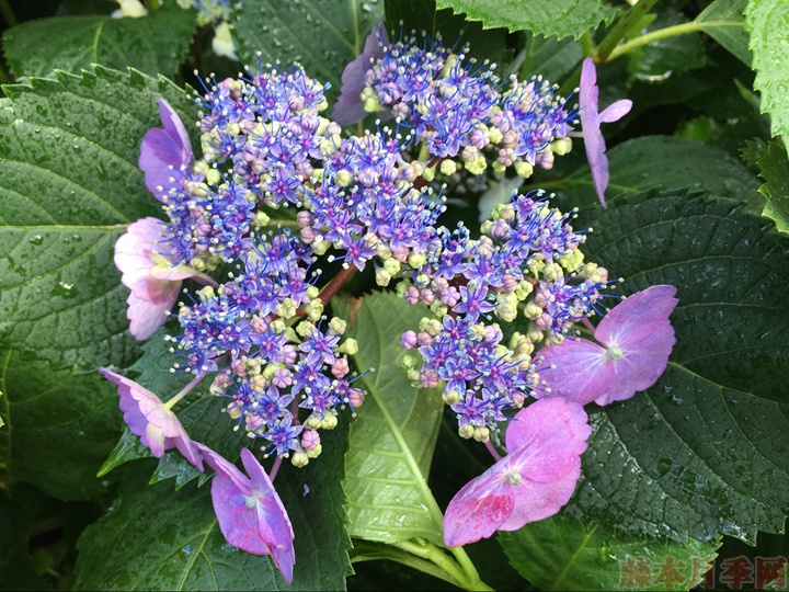 绣球花一年能开几季 绣球花一年能开几季