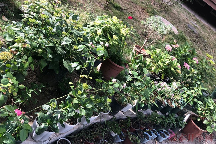 绣球花一年能开几季 绣球花一年能开几季