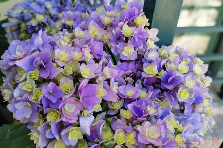 绣球花的花语,不同花色的绣球花花语 绣球花的花语,不同花色的绣球花花语