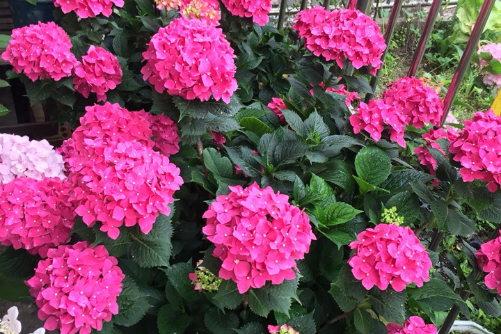绣球花的花语,不同花色的绣球花花语 绣球花的花语,不同花色的绣球花花语