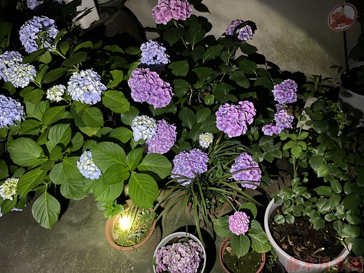 绣球花的花语,不同花色的绣球花花语 绣球花的花语,不同花色的绣球花花语