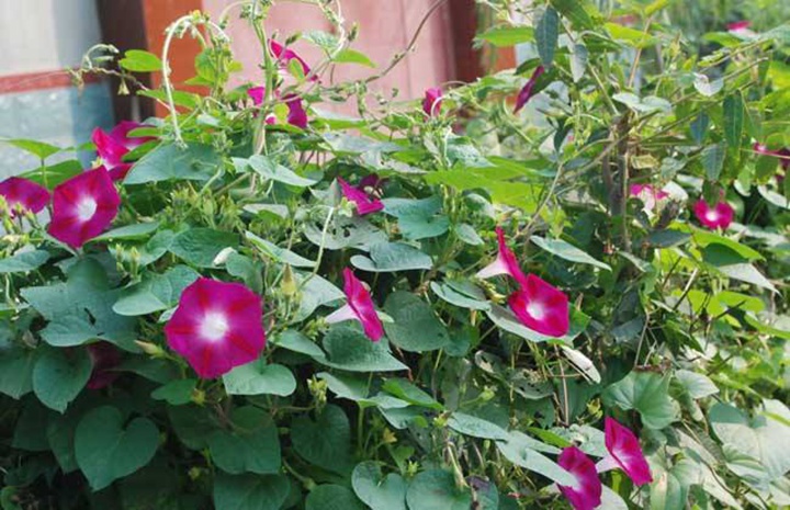 牵牛花 牵牛花
