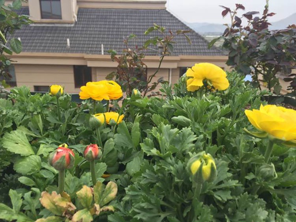 花毛茛和洋牡丹 花毛茛和洋牡丹