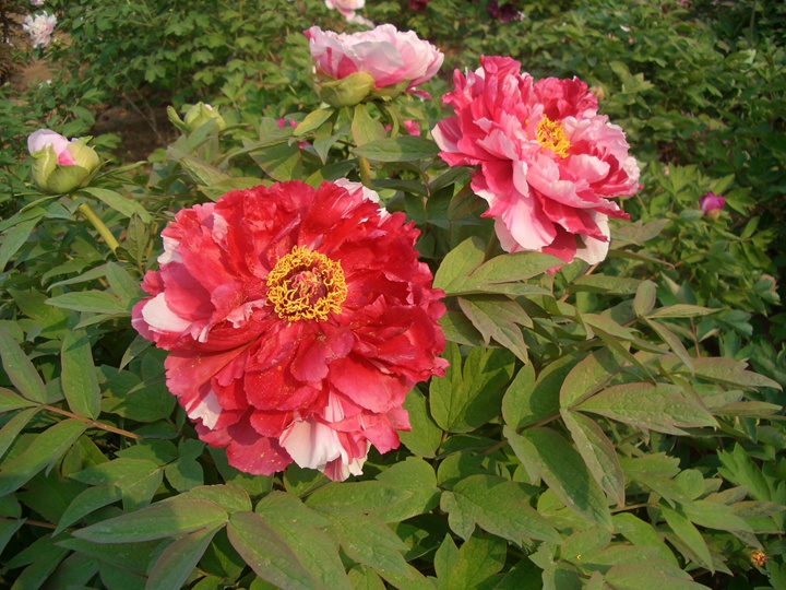 牡丹花怎么养才能长好 牡丹花怎么养才能长好
