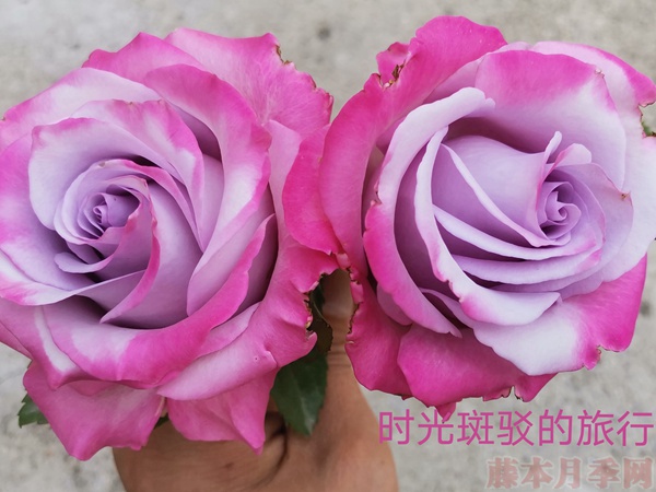 月季小苗如何养根 月季小苗如何养根