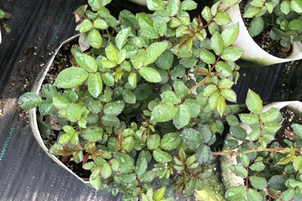 月季苗圃用什么除草剂 月季苗圃用什么除草剂