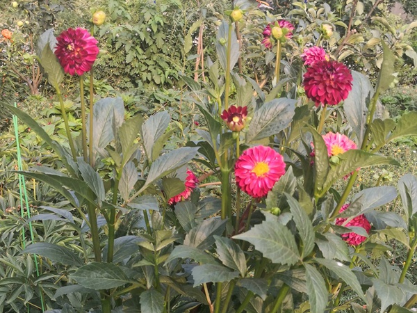 大丽花一年开几次花 大丽花一年开几次花