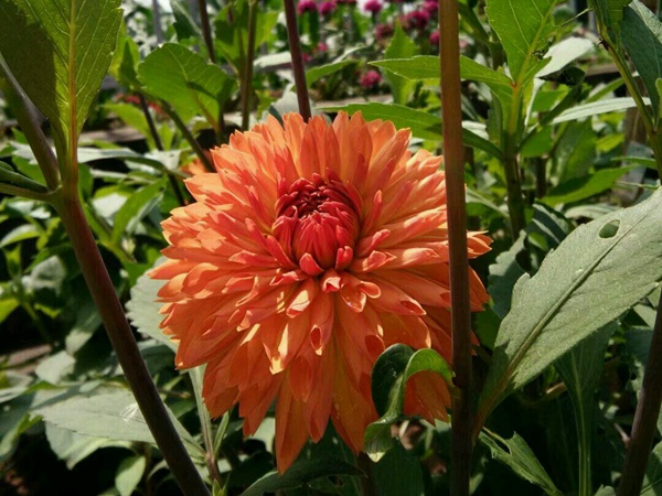 大丽花夏天露天怎么养护 大丽花夏天露天怎么养护