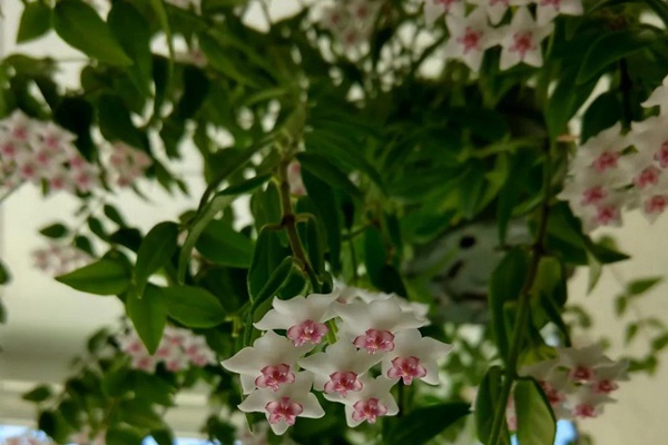 1597924857688621.jpg 养护零难度的花卉盆栽推荐