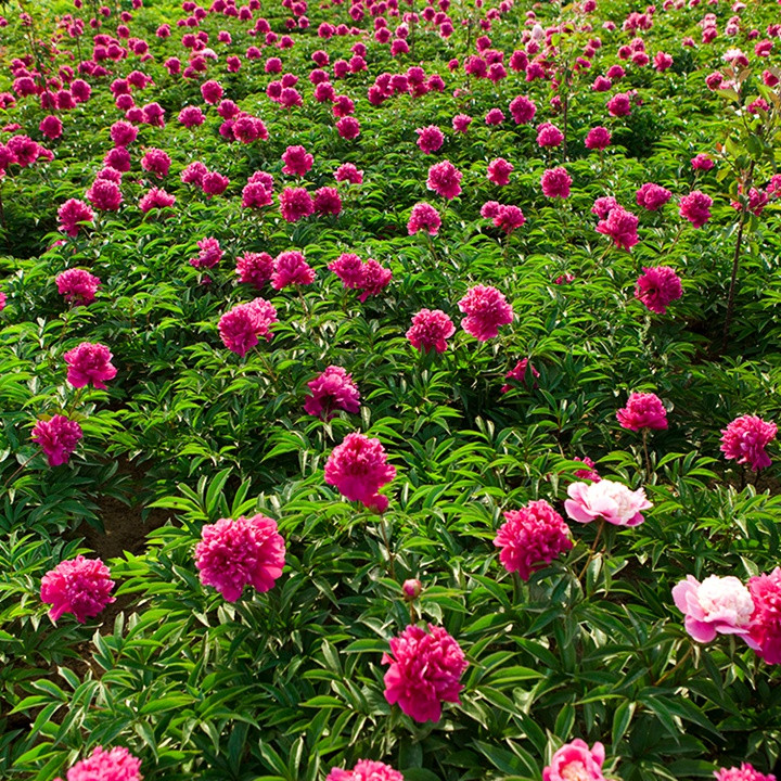 芍药花什么时候开花,什么时候种植 芍药花什么时候开花,什么时候种植