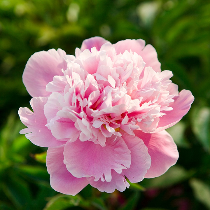芍药花什么时候开花,什么时候种植 芍药花什么时候开花,什么时候种植