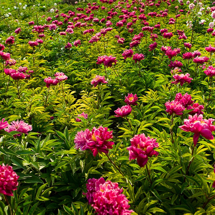 芍药花什么时候开花,什么时候种植 芍药花什么时候开花,什么时候种植