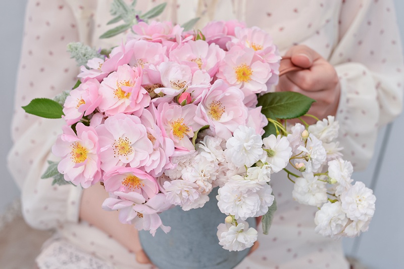 苹果花 苹果花