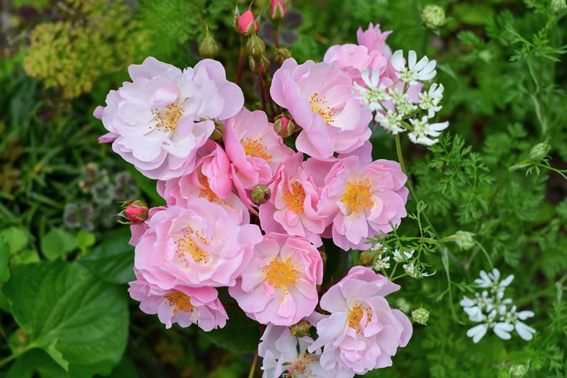 苹果花 苹果花