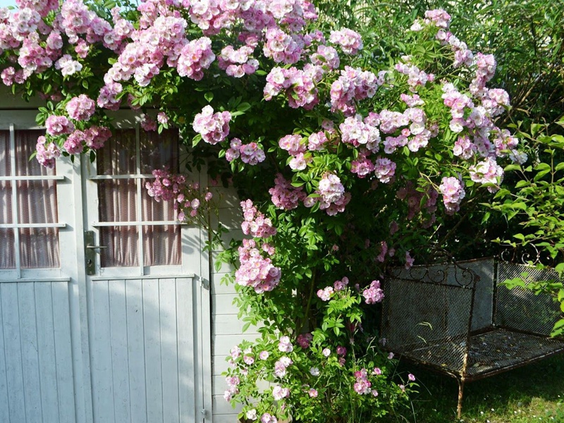 苹果花 苹果花