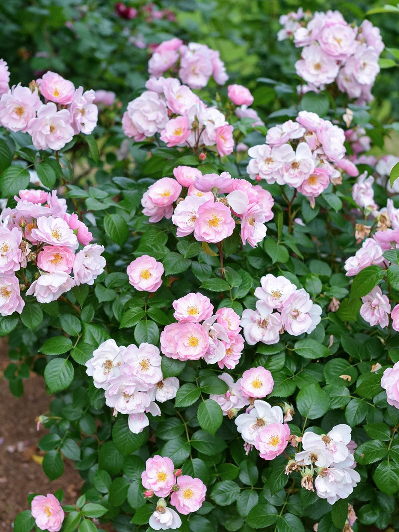 苹果花 苹果花