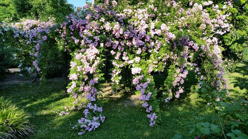 苹果花 苹果花