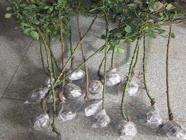 网购带土球月季要马上上盆吗 网购带土球月季要马上上盆吗