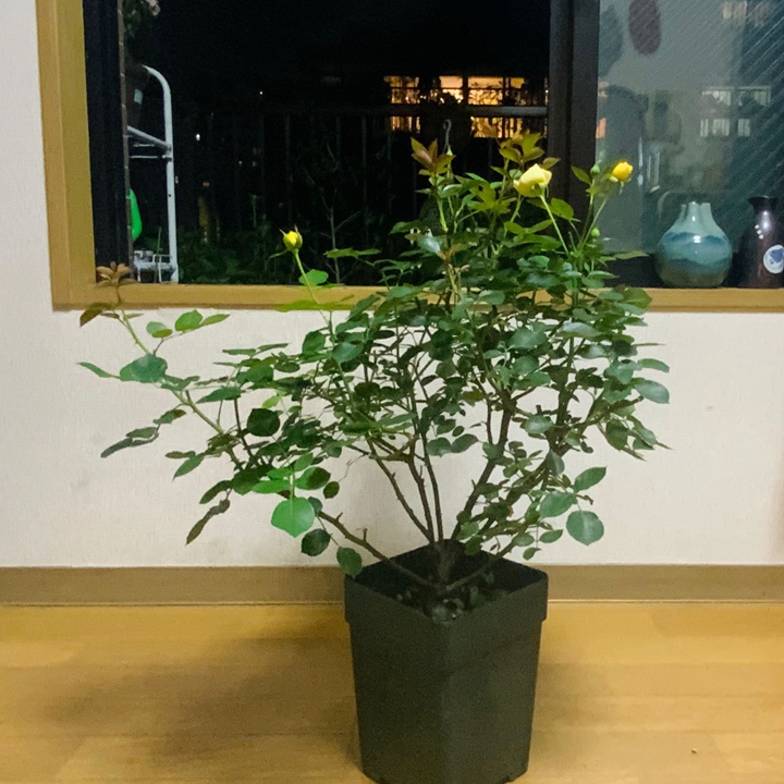 萤火虫 萤火虫