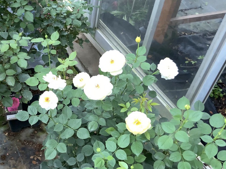萤火虫 萤火虫