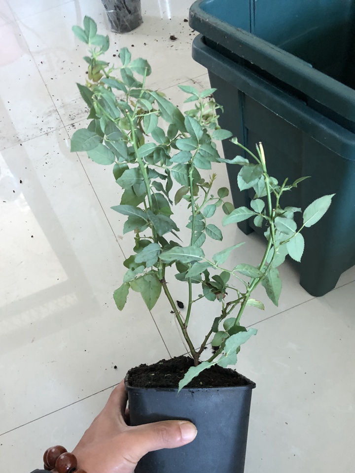 到手的月季苗如何换盆 到手的月季苗如何换盆