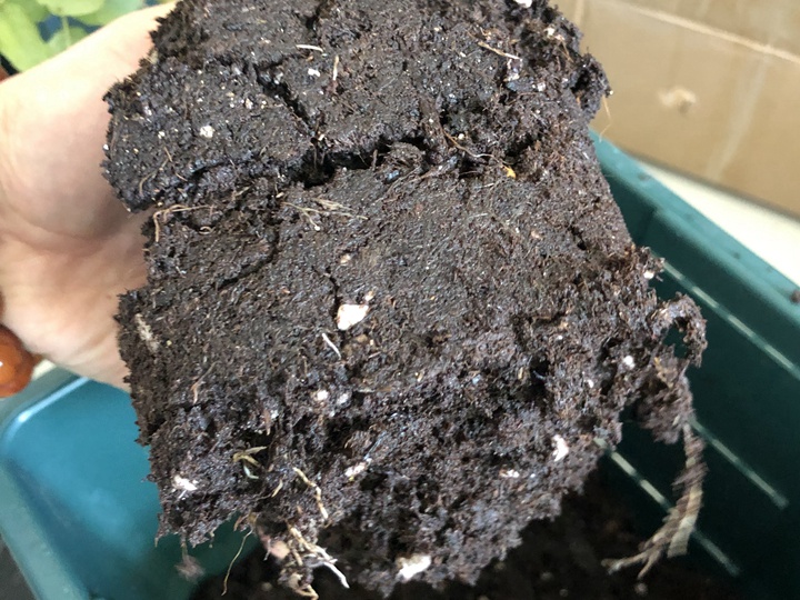 到手的月季苗如何换盆 到手的月季苗如何换盆