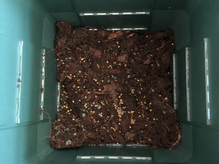 到手的月季苗如何换盆 到手的月季苗如何换盆
